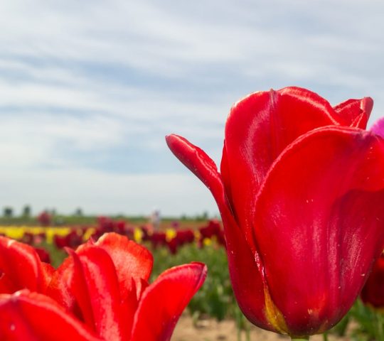 Поле тюльпанов в Калинково